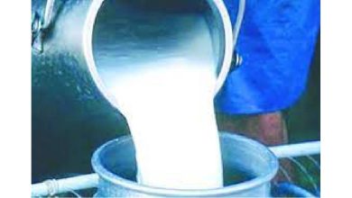 Due to Kojagari, the price of milk is high Rs. 83 per liter of milk