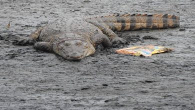 Crocodile found in Mithi river