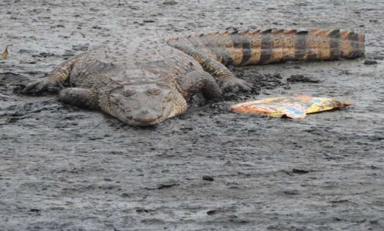 Crocodile found in Mithi river