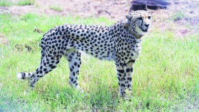 Cheetah tourism in the country soon possible; Task force for monitoring