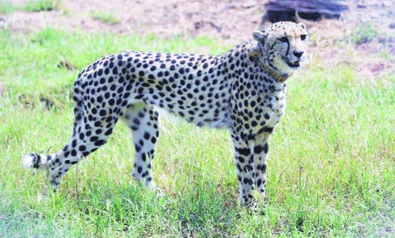 Cheetah tourism in the country soon possible; Task force for monitoring