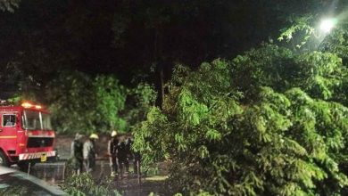 Due to heavy rain in Pune, incidents of tree felling in many places