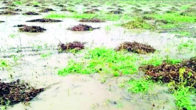 Farmers affected by heavy rains do not get help!
