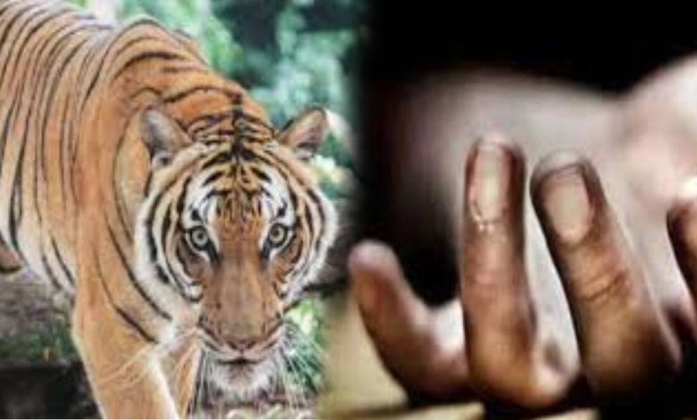 Another person died in a tiger attack