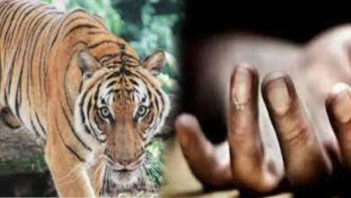 Another one died in a tiger attack;