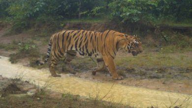 Cowherd killed in tiger attack