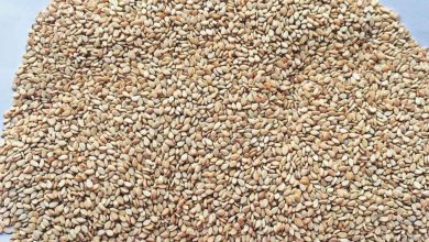 Sesame seeds are expensive during the festive seasonSesame seeds are expensive during the festive season
