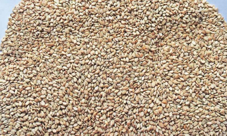 Sesame seeds are expensive during the festive seasonSesame seeds are expensive during the festive season