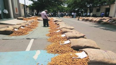 Turmeric price cut by over Rs 500; 45 lakh bags left in the country