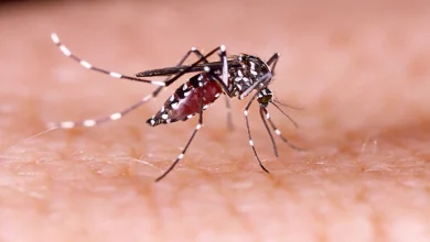 Mosquitoes are very troublesome, get rid of mosquitoes with these home remedies