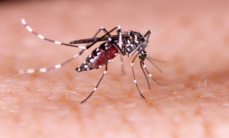 Mosquitoes are very troublesome, get rid of mosquitoes with these home remedies