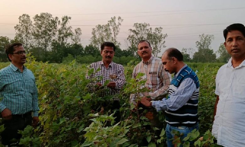 'Dahiya' on cotton in West Vidarbha, impact on production possible