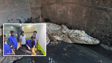 Crocodiles in human habitation