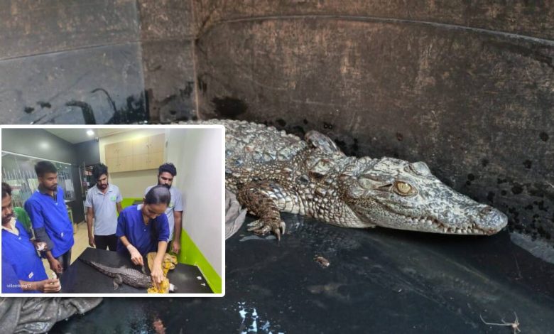 Crocodiles in human habitation