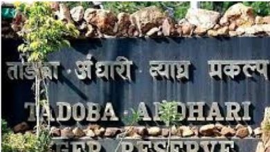 Tadoba Bhawan will be constructed at Tadoba-Andhari Tiger Reserve