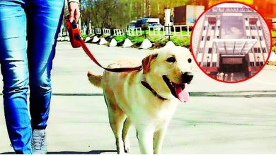 A fine of Rs 500 will be imposed on the owner if the dog fouls in public