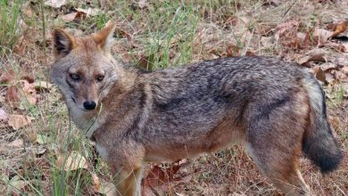 The survey of 'Golden Jackal' will be held for the first time in Mumbai