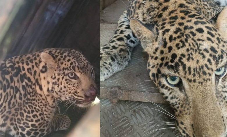 Forest department succeeded in imprisoning two leopards in Nashik district