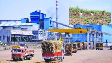 Only half of the factories are still open; The season of sugarcane does not accelerate