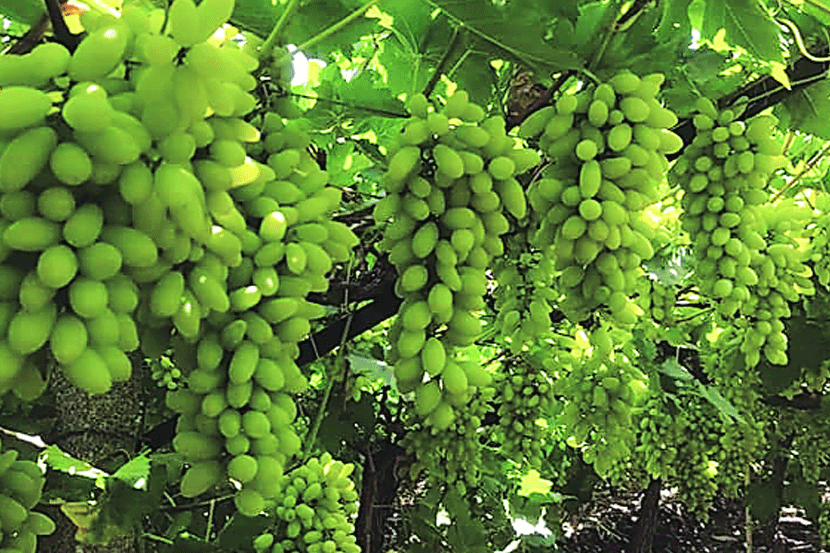 Arrival of grapes in fruit market from Baramati, Phaltan, IndapurArrival of grapes in fruit market from Baramati, Phaltan, Indapur