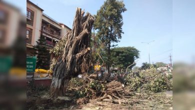 Municipality removed the banyan tree from Peth road