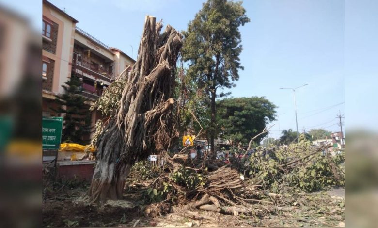 Municipality removed the banyan tree from Peth road