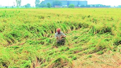 Awaiting declaration of 'wet drought' in Amravati region, farmers panic