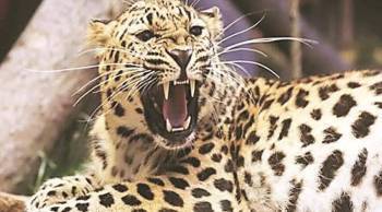 A leopard dies in a battle for supremacy