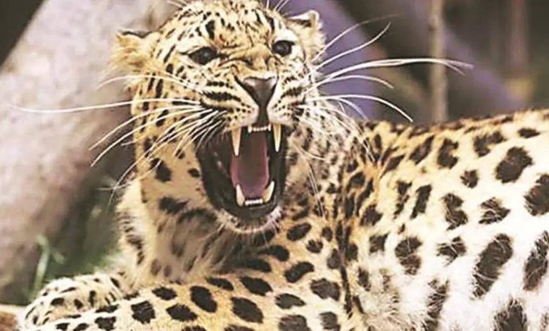 Leopard attacks continue in Mumbai's Aarey