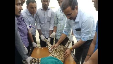 Nanded-Nagpur journey of leopard for treatment