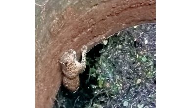 Success in rescuing a leopard that fell into a well