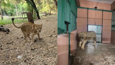 A pair of lions from Gujarat entered the national park