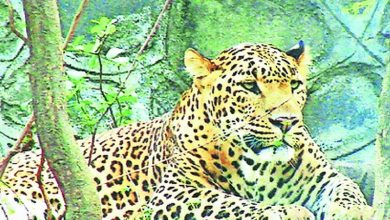 How to identify attacking leopards?