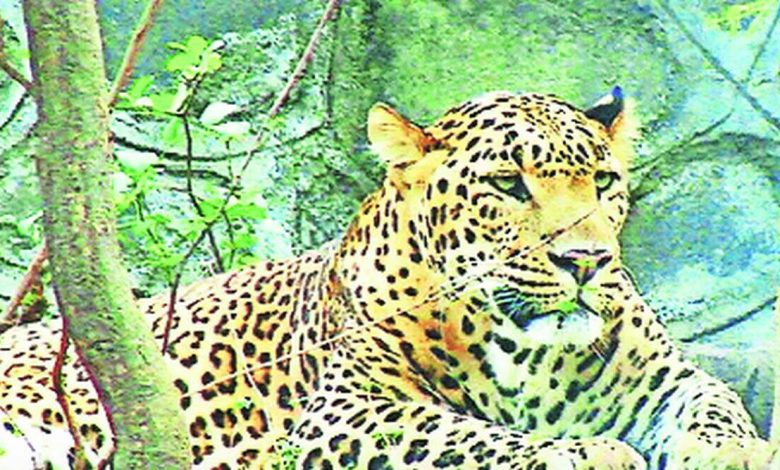 How to identify attacking leopards?