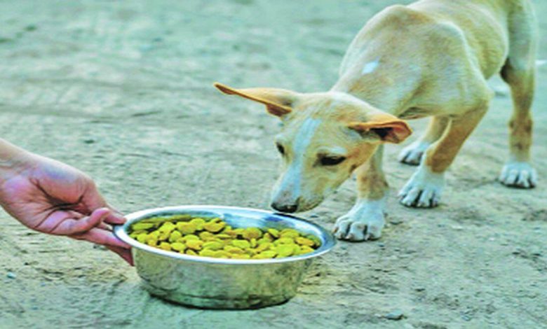 Dogs don't have to be adopted to be fed!; An important decision of the Supreme Court