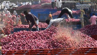 Sale of 50 thousand metric tons of onions in Nashik itself; Allegation that Nafed is responsible for lowering the rates