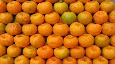 Initiative of 'IIM' Nagpur to increase orange production