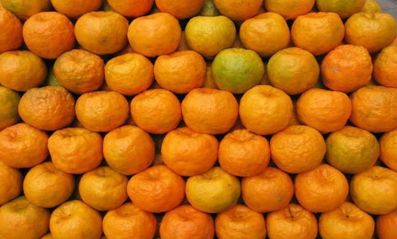 Initiative of 'IIM' Nagpur to increase orange production