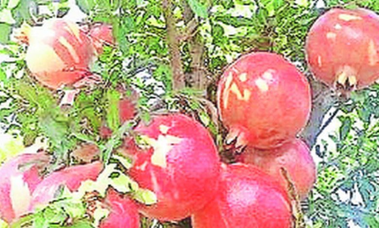 Only twenty percent of the pomegranate production is in hand; Tadakha for the fourth year in a row