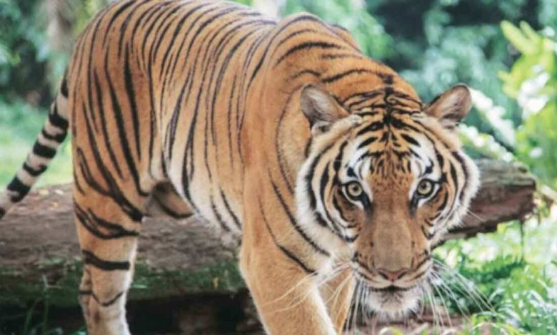 New unannounced curfew in Gondia due to tiger scare