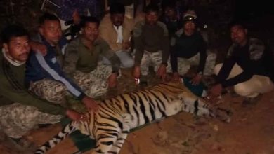 The tiger that killed four people is jailed