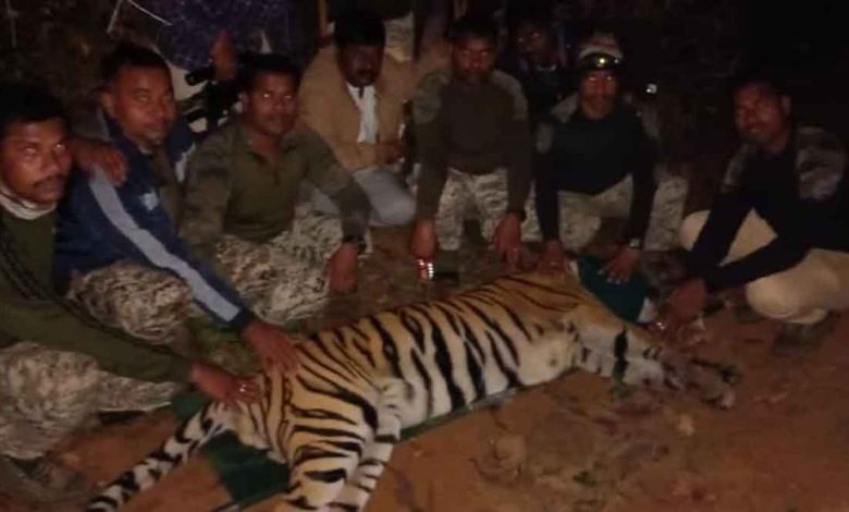 The tiger that killed four people is jailed