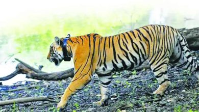 Forest Department Fails to Manage Tigers Outside Protected Areas!; Human-wildlife conflict has doubled