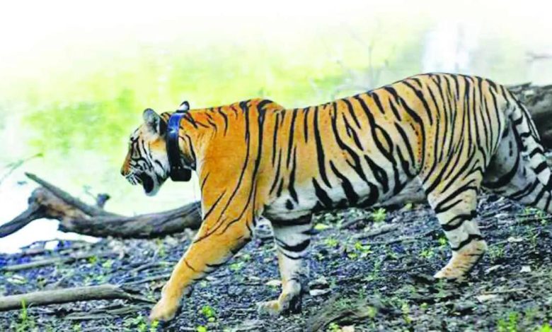 Forest Department Fails to Manage Tigers Outside Protected Areas!; Human-wildlife conflict has doubled