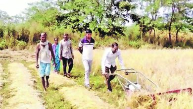 Costly paddy cultivation affordable, increase in income