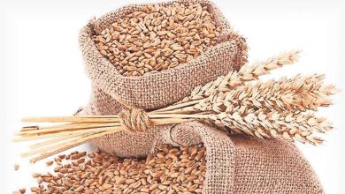 Wheat prices rise till March