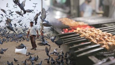 Pigeon meat was sold as chicken to hotels; case registered against eight persons