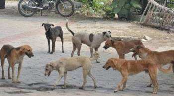 Haidos of stray dogs in Nagpur