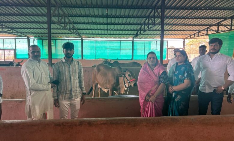 Constructive activities: Godan Karait Sagar Thorat's message for cow conservation!