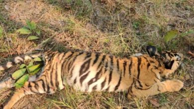 Death of four tiger cubs in Tadoba